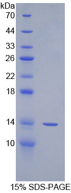 Figure 1. SDS-PAGE
