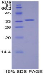 Figure 1. SDS-PAGE