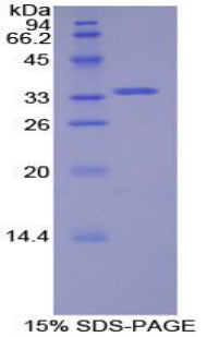 Figure 1. SDS-PAGE