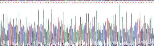 Recombinant Mouse Spleen Tyrosine Kinase (SYK)