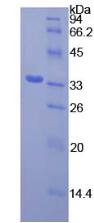 Figure 3. SDS-PAGE