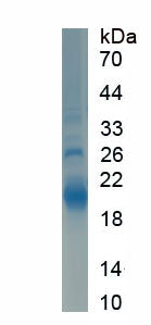 Figure 1. SDS-PAGE