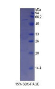 Figure 1. SDS-PAGE