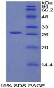 Figure 1. SDS-PAGE