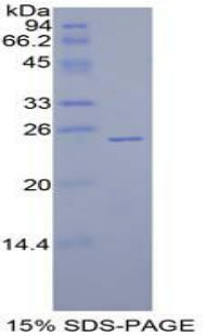 Figure 1. SDS-PAGE