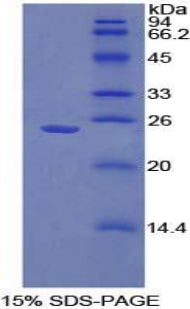Figure 1. SDS-PAGE