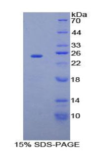 Figure 1. SDS-PAGE