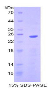 Figure 1. SDS-PAGE