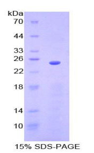 Figure 1. SDS-PAGE