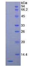 Figure 2. SDS-PAGE