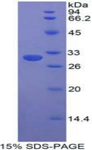 Figure 1. SDS-PAGE