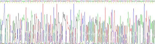 Recombinant Human Stanniocalcin 1 (STC1)