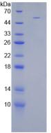 Figure 3. SDS-PAGE