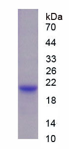 Figure 1. SDS-PAGE