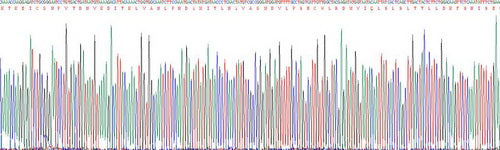 Recombinant Mouse Stem Cell Factor (SCF)