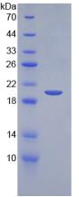 Figure 3. SDS-PAGE