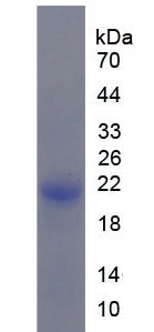 Figure 1. SDS-PAGE