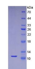 Figure 2. SDS-PAGE
