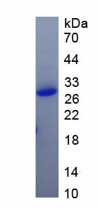 Figure 1. SDS-PAGE