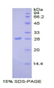 Figure 1. SDS-PAGE