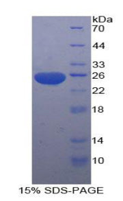 Figure 1. SDS-PAGE