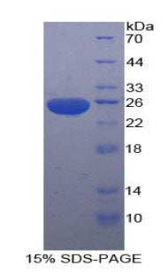 Figure 1. SDS-PAGE