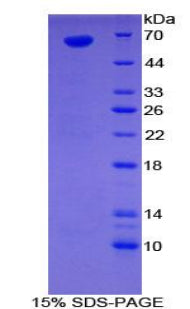 Figure 3. SDS-PAGE