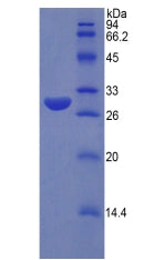 Figure 2. SDS-PAGE