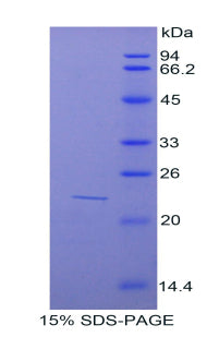 Figure 1. SDS-PAGE
