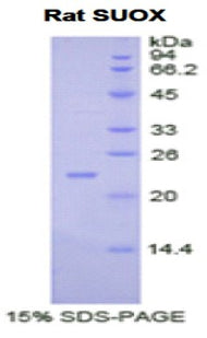 Figure 1. SDS-PAGE