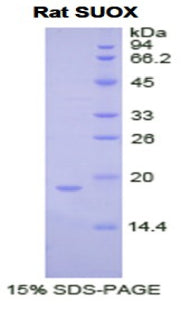 Figure 1. SDS-PAGE