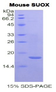 Figure 1. SDS-PAGE