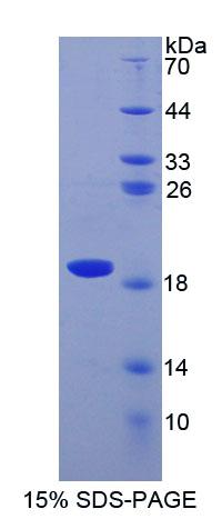 Figure 1. SDS-PAGE