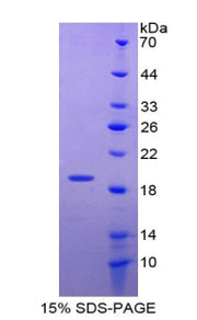 Figure 1. SDS-PAGE