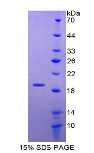 Figure 1. SDS-PAGE