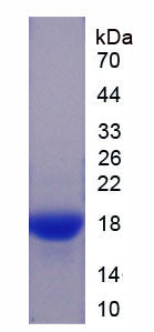 Figure 1. SDS-PAGE