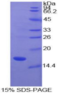 Figure 1. SDS-PAGE