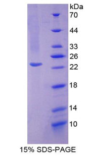 Figure 1. SDS-PAGE