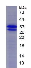 Figure 2. SDS-PAGE