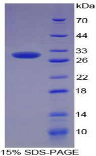 Figure 1. SDS-PAGE