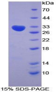 Figure 1. SDS-PAGE