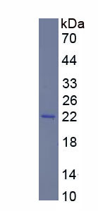 Figure 1. SDS-PAGE
