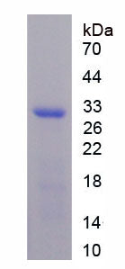 Figure 1. SDS-PAGE