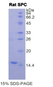Figure 1. SDS-PAGE