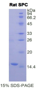 Figure 1. SDS-PAGE