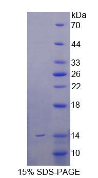 Figure 1. SDS-PAGE