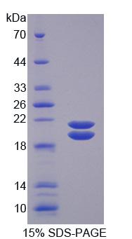 Figure 1. SDS-PAGE