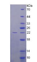 Figure 2. SDS-PAGE