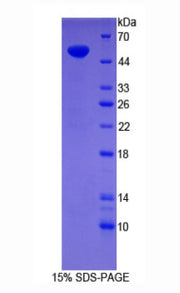 Figure 1. SDS-PAGE