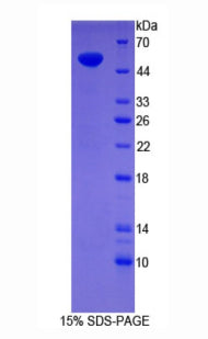 Figure 1. SDS-PAGE